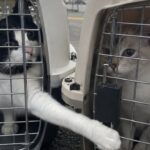 Due gatti abbandonati nei trasportini al supermercato, una donna assiste alla scena