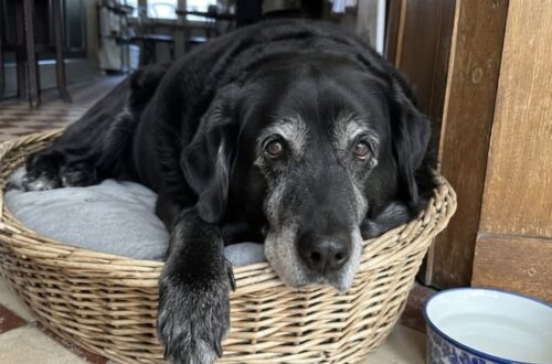 Il labrador di 11 anni era una presenza storica del locale. Dopo l’allontanamento, 167 abitanti hanno firmato per farlo tornare.