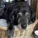 Il labrador di 11 anni era una presenza storica del locale. Dopo l’allontanamento, 167 abitanti hanno firmato per farlo tornare.