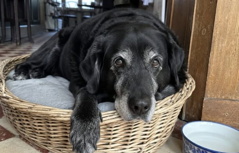 Il labrador di 11 anni era una presenza storica del locale. Dopo l’allontanamento, 167 abitanti hanno firmato per farlo tornare.