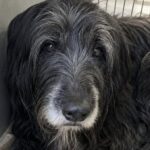 Plume adottato con documenti falsi, ritrovato nel bagagliaio insieme ad altri sei cani