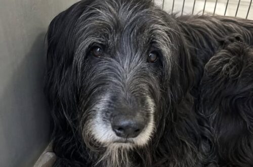 Plume adottato con documenti falsi, ritrovato nel bagagliaio insieme ad altri sei cani Il briard di 13 anni era stato prelevato dal rifugio poche ore prima. La gendarmeria lo ha recuperato disidratato dentro un’auto. Il box numero 7 era vuoto e la coperta beige di Plume era stata piegata con cura sulla sbarra. Quella sistemazione apparentemente ordinata ha insospettito una responsabile del rifugio, che poche ore dopo ha scoperto come l’anziano cane fosse stato affidato sulla base di documenti falsi. Plume, un briard nero e grigio di 13 anni, è stato ritrovato dalla gendarmeria nel bagagliaio di un’automobile, chiuso in una gabbia da trasporto. Era cosciente, ma disidratato e scosso. Nell’ambito dell’intervento sarebbero stati recuperati anche altri sei cani anziani, tenuti legati all’interno di un capannone abbandonato e presumibilmente destinati alla rivendita. Plume era arrivato al rifugio dopo una successione Il cane si trovava nella struttura da undici giorni. Una famiglia lo aveva consegnato dopo una successione, spiegando di non potersi più occupare di lui. “Non possiamo tenerlo.” Secondo il racconto della responsabile, Plume era rimasto a lungo vicino alla porta a vetri dopo la partenza dei precedenti proprietari. Non abbaiava e non cercava di attirare l’attenzione. Continuava soltanto a osservare il parcheggio, come se aspettasse il loro ritorno. Il giorno precedente alla sua scomparsa, alle 17.12, un uomo si era presentato per adottarlo. Aveva consegnato un documento d’identità, una prova di domicilio e tutti i moduli richiesti dalla struttura. La procedura era apparsa regolare e il cane era stato affidato. L’indirizzo indicava un capannone abbandonato La mattina seguente, alle 6.47, la responsabile ha trovato il box vuoto. La ciotola non conteneva acqua e la coperta era stata sistemata in modo ordinato sulla grata. Dopo aver consultato il registro delle adozioni, la donna ha verificato i dati forniti dall’uomo. Alle 7.12 ha scoperto che l’indirizzo indicato nei documenti corrispondeva a un capannone abbandonato. Anche il recapito telefonico ha sollevato sospetti: si trattava di un’utenza attivata di recente e priva di elementi utili a ricostruire l’identità del titolare. Alle 7.22 è stata contattata la gendarmeria, che ha avviato le ricerche del veicolo sul quale Plume era stato portato via. Il cane trovato vivo nel bagagliaio L’automobile è stata intercettata alle 9.22. Il briard si trovava nel bagagliaio, all’interno di una gabbia da trasporto. Quando gli agenti hanno aperto il portellone, Plume non ha abbaiato. Era ancora in piedi, ma appariva disidratato e provato dal viaggio. Il cane è tornato al rifugio alle 11.22. Dopo essere sceso lentamente dall’auto della gendarmeria, ha attraversato il cortile e ha raggiunto la responsabile della struttura. Si è fermato accanto a lei e ha appoggiato la guancia contro la sua caviglia per alcuni minuti. Altri sei cani anziani trovati nel capannone Gli accertamenti avrebbero portato alla scoperta di altri sei animali, tutti anziani, legati all’interno di un capannone. Secondo la ricostruzione riportata dalla responsabile, sarebbero stati raccolti per essere successivamente ceduti a terzi. Nel testo non vengono precisati l’impiego al quale fossero destinati, il luogo dell’operazione né gli eventuali provvedimenti adottati nei confronti delle persone coinvolte. Dopo il recupero, Plume non è tornato nel box numero 7. La responsabile del rifugio ha deciso di portarlo nella propria abitazione, sistemando la sua coperta vicino al termosifone. Il cane ha girato più volte attorno al tessuto, lo ha annusato e infine si è sdraiato. Accanto a lui sono state collocate la ciotola, le compresse prescritte e tutto il necessario per assisterlo durante la notte. 10 titoli alternativi