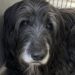 Plume adottato con documenti falsi, ritrovato nel bagagliaio insieme ad altri sei cani Il briard di 13 anni era stato prelevato dal rifugio poche ore prima. La gendarmeria lo ha recuperato disidratato dentro un’auto. Il box numero 7 era vuoto e la coperta beige di Plume era stata piegata con cura sulla sbarra. Quella sistemazione apparentemente ordinata ha insospettito una responsabile del rifugio, che poche ore dopo ha scoperto come l’anziano cane fosse stato affidato sulla base di documenti falsi. Plume, un briard nero e grigio di 13 anni, è stato ritrovato dalla gendarmeria nel bagagliaio di un’automobile, chiuso in una gabbia da trasporto. Era cosciente, ma disidratato e scosso. Nell’ambito dell’intervento sarebbero stati recuperati anche altri sei cani anziani, tenuti legati all’interno di un capannone abbandonato e presumibilmente destinati alla rivendita. Plume era arrivato al rifugio dopo una successione Il cane si trovava nella struttura da undici giorni. Una famiglia lo aveva consegnato dopo una successione, spiegando di non potersi più occupare di lui. “Non possiamo tenerlo.” Secondo il racconto della responsabile, Plume era rimasto a lungo vicino alla porta a vetri dopo la partenza dei precedenti proprietari. Non abbaiava e non cercava di attirare l’attenzione. Continuava soltanto a osservare il parcheggio, come se aspettasse il loro ritorno. Il giorno precedente alla sua scomparsa, alle 17.12, un uomo si era presentato per adottarlo. Aveva consegnato un documento d’identità, una prova di domicilio e tutti i moduli richiesti dalla struttura. La procedura era apparsa regolare e il cane era stato affidato. L’indirizzo indicava un capannone abbandonato La mattina seguente, alle 6.47, la responsabile ha trovato il box vuoto. La ciotola non conteneva acqua e la coperta era stata sistemata in modo ordinato sulla grata. Dopo aver consultato il registro delle adozioni, la donna ha verificato i dati forniti dall’uomo. Alle 7.12 ha scoperto che l’indirizzo indicato nei documenti corrispondeva a un capannone abbandonato. Anche il recapito telefonico ha sollevato sospetti: si trattava di un’utenza attivata di recente e priva di elementi utili a ricostruire l’identità del titolare. Alle 7.22 è stata contattata la gendarmeria, che ha avviato le ricerche del veicolo sul quale Plume era stato portato via. Il cane trovato vivo nel bagagliaio L’automobile è stata intercettata alle 9.22. Il briard si trovava nel bagagliaio, all’interno di una gabbia da trasporto. Quando gli agenti hanno aperto il portellone, Plume non ha abbaiato. Era ancora in piedi, ma appariva disidratato e provato dal viaggio. Il cane è tornato al rifugio alle 11.22. Dopo essere sceso lentamente dall’auto della gendarmeria, ha attraversato il cortile e ha raggiunto la responsabile della struttura. Si è fermato accanto a lei e ha appoggiato la guancia contro la sua caviglia per alcuni minuti. Altri sei cani anziani trovati nel capannone Gli accertamenti avrebbero portato alla scoperta di altri sei animali, tutti anziani, legati all’interno di un capannone. Secondo la ricostruzione riportata dalla responsabile, sarebbero stati raccolti per essere successivamente ceduti a terzi. Nel testo non vengono precisati l’impiego al quale fossero destinati, il luogo dell’operazione né gli eventuali provvedimenti adottati nei confronti delle persone coinvolte. Dopo il recupero, Plume non è tornato nel box numero 7. La responsabile del rifugio ha deciso di portarlo nella propria abitazione, sistemando la sua coperta vicino al termosifone. Il cane ha girato più volte attorno al tessuto, lo ha annusato e infine si è sdraiato. Accanto a lui sono state collocate la ciotola, le compresse prescritte e tutto il necessario per assisterlo durante la notte. 10 titoli alternativi