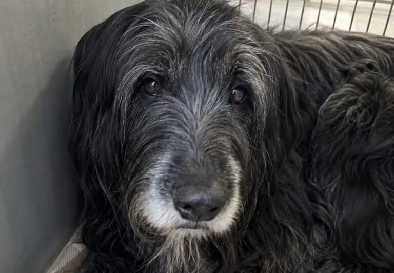 Plume adottato con documenti falsi, ritrovato nel bagagliaio insieme ad altri sei cani Il briard di 13 anni era stato prelevato dal rifugio poche ore prima. La gendarmeria lo ha recuperato disidratato dentro un’auto. Il box numero 7 era vuoto e la coperta beige di Plume era stata piegata con cura sulla sbarra. Quella sistemazione apparentemente ordinata ha insospettito una responsabile del rifugio, che poche ore dopo ha scoperto come l’anziano cane fosse stato affidato sulla base di documenti falsi. Plume, un briard nero e grigio di 13 anni, è stato ritrovato dalla gendarmeria nel bagagliaio di un’automobile, chiuso in una gabbia da trasporto. Era cosciente, ma disidratato e scosso. Nell’ambito dell’intervento sarebbero stati recuperati anche altri sei cani anziani, tenuti legati all’interno di un capannone abbandonato e presumibilmente destinati alla rivendita. Plume era arrivato al rifugio dopo una successione Il cane si trovava nella struttura da undici giorni. Una famiglia lo aveva consegnato dopo una successione, spiegando di non potersi più occupare di lui. “Non possiamo tenerlo.” Secondo il racconto della responsabile, Plume era rimasto a lungo vicino alla porta a vetri dopo la partenza dei precedenti proprietari. Non abbaiava e non cercava di attirare l’attenzione. Continuava soltanto a osservare il parcheggio, come se aspettasse il loro ritorno. Il giorno precedente alla sua scomparsa, alle 17.12, un uomo si era presentato per adottarlo. Aveva consegnato un documento d’identità, una prova di domicilio e tutti i moduli richiesti dalla struttura. La procedura era apparsa regolare e il cane era stato affidato. L’indirizzo indicava un capannone abbandonato La mattina seguente, alle 6.47, la responsabile ha trovato il box vuoto. La ciotola non conteneva acqua e la coperta era stata sistemata in modo ordinato sulla grata. Dopo aver consultato il registro delle adozioni, la donna ha verificato i dati forniti dall’uomo. Alle 7.12 ha scoperto che l’indirizzo indicato nei documenti corrispondeva a un capannone abbandonato. Anche il recapito telefonico ha sollevato sospetti: si trattava di un’utenza attivata di recente e priva di elementi utili a ricostruire l’identità del titolare. Alle 7.22 è stata contattata la gendarmeria, che ha avviato le ricerche del veicolo sul quale Plume era stato portato via. Il cane trovato vivo nel bagagliaio L’automobile è stata intercettata alle 9.22. Il briard si trovava nel bagagliaio, all’interno di una gabbia da trasporto. Quando gli agenti hanno aperto il portellone, Plume non ha abbaiato. Era ancora in piedi, ma appariva disidratato e provato dal viaggio. Il cane è tornato al rifugio alle 11.22. Dopo essere sceso lentamente dall’auto della gendarmeria, ha attraversato il cortile e ha raggiunto la responsabile della struttura. Si è fermato accanto a lei e ha appoggiato la guancia contro la sua caviglia per alcuni minuti. Altri sei cani anziani trovati nel capannone Gli accertamenti avrebbero portato alla scoperta di altri sei animali, tutti anziani, legati all’interno di un capannone. Secondo la ricostruzione riportata dalla responsabile, sarebbero stati raccolti per essere successivamente ceduti a terzi. Nel testo non vengono precisati l’impiego al quale fossero destinati, il luogo dell’operazione né gli eventuali provvedimenti adottati nei confronti delle persone coinvolte. Dopo il recupero, Plume non è tornato nel box numero 7. La responsabile del rifugio ha deciso di portarlo nella propria abitazione, sistemando la sua coperta vicino al termosifone. Il cane ha girato più volte attorno al tessuto, lo ha annusato e infine si è sdraiato. Accanto a lui sono state collocate la ciotola, le compresse prescritte e tutto il necessario per assisterlo durante la notte. 10 titoli alternativi