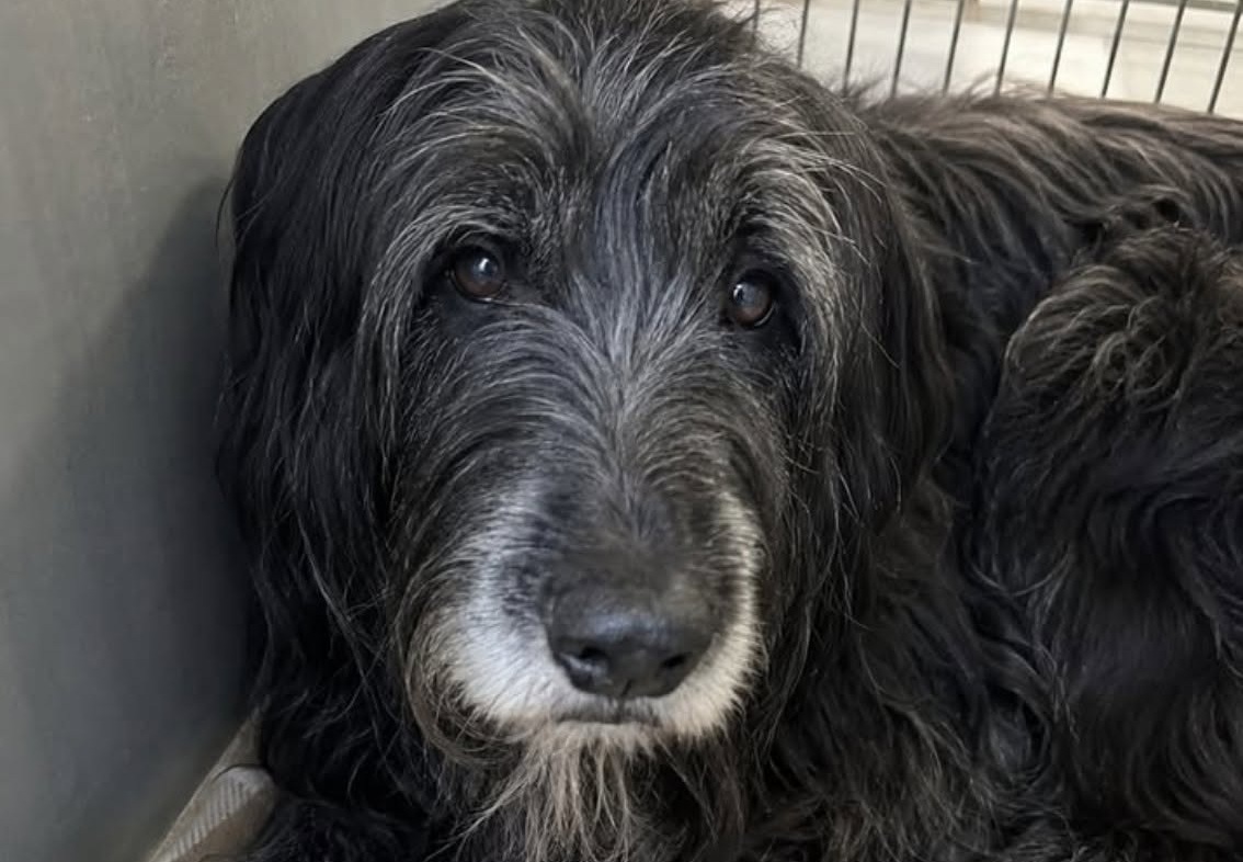 Ernia diaframmatica nel cane, dai sintomi all’intervento: perché ...
