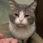 Gatto lasciato nello stabile dopo il trasloco, la portinaia: «Questo non lo perdonerò»