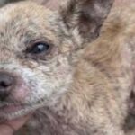 Trelew, piccolo chihuahua soccorso in gravi condizioni trova finalmente una famiglia