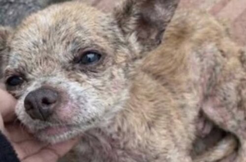 Trelew, piccolo chihuahua soccorso in gravi condizioni trova finalmente una famiglia