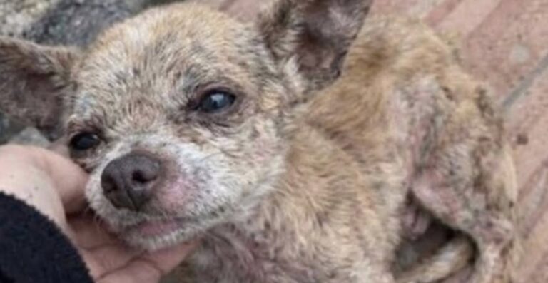 Trelew, piccolo chihuahua soccorso in gravi condizioni trova finalmente una famiglia