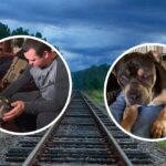 Idaho, Loki sopravvive dopo il passaggio di 13 treni: perde una zampa, un occhio e la coda