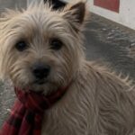 Cane di nove anni lasciato alla frontiera dopo un divorzio, una donna la porta con sé
