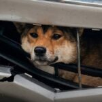Coco investita da un’auto, resta incastrata nel paraurti per 45 minuti e sopravvive