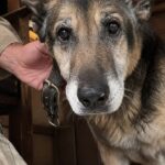 Polemica in brasserie per il cane al tavolo, il titolare continua a servirgli la costata