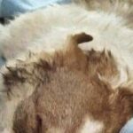 Adotta un animale anziano convinta che gli restino poche ore, vivranno insieme per settimane