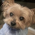Anziana entra in casa di riposo, l’assistente decide di adottare il suo cane di 15 anni