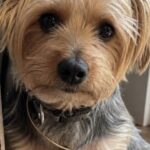 Lascia il cane dal toelettatore e torna quattro volte senza chiedere di lui