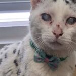Adotta un gatto di 12 anni già restituito due volte: «Non riuscivo a lasciarlo lì»