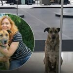 Cane randagio aspetta per mesi l’assistente di volo davanti all’hotel, poi lei lo adotta
