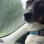 Cane trovato solo in una casa dopo lo sfratto, ora vive con un Dobermann e un Rottweiler