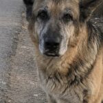 Cane dimenticato alla chiusura della colonia, aspetta per tre giorni il ritorno dei pullman