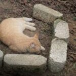 Il gatto resta accanto alla tomba della compagna gatta con cui aveva vissuto per 18 anni