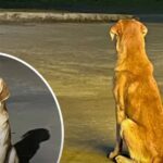 Samson abbandonato nel parcheggio aspetta per ore il ritorno del proprietario, poi una volontaria cambia il suo destino