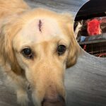 La sua festa è tutta per il cane: una bistecca per celebrare il nuovo inizio dopo la guarigione dal cancro