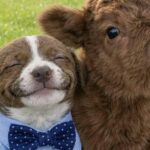 Vitellino e cagnolino insieme nello scatto che racconta un’amicizia fuori dal comune