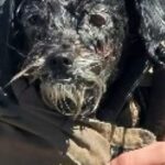 Cane scomparso da due settimane ritrovato mentre nuota in una zona paludosa