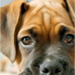 Bartonellosi nel cane, sintomi e cure: attenzione a pulci e possibili complicazioni