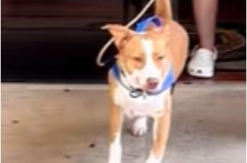 Diamond torna in rifugio dopo l’adozione: mesi dopo trova finalmente una nuova famiglia La cagnolina era stata restituita undici mesi dopo l’adozione. Poi Lynda ha percorso oltre un’ora per conoscerla e portarla a casa. «Non capisco come mai nessuno la volesse. È letteralmente il cane più facile del mondo. » La storia di Diamond è iniziata quando era ancora cucciola. Era arrivata in rifugio insieme alla madre e alla sorella dopo che la famiglia con cui vivevano aveva perso la casa e non poteva più occuparsi dei tre animali. Le cagnoline erano state successivamente adottate separatamente. Per Diamond, però, la nuova sistemazione durò meno di un anno. Dopo undici mesi venne infatti riportata nella stessa struttura. Diamond torna in rifugio dopo undici mesi Anche questa volta la rinuncia non dipendeva dal suo comportamento. Un nuovo cambiamento nella vita della famiglia adottiva aveva reso impossibile continuare a tenerla. Per Diamond iniziò così un’altra lunga attesa. Davanti al box appariva spesso agitata, saltava e cercava continuamente di attirare l’attenzione. Un comportamento che, secondo chi si occupava di lei, finiva per scoraggiare molte persone ancora prima di conoscerla. Fuori dal canile, però, mostrava un carattere molto diverso. Bastavano pochi minuti lontano dal box per vedere una cagnolina affettuosa, interessata al contatto e desiderosa soprattutto di trascorrere tempo accanto alle persone. Lynda percorre più di un’ora per conoscerla La svolta è arrivata dopo che la storia di Diamond è stata condivisa online. Il giorno successivo Lynda ha deciso di raggiungere il rifugio, affrontando un viaggio di oltre un’ora per incontrarla personalmente. Il primo incontro è bastato. Tra Lynda e la cagnolina si è creato subito un rapporto e, al termine della stessa giornata, Diamond ha lasciato il rifugio con la sua nuova famiglia. La nuova vita di Kai Da allora anche il suo nome è cambiato: oggi si chiama Kai. Nella nuova casa vive insieme ad altri tre cani, con i quali può correre e giocare, e dispone di un giardino tutto suo. L’inserimento è stato rapido e Lynda la descrive come una compagna semplice da gestire, molto diversa dall’impressione che poteva dare quando si trovava dietro le sbarre del box. Dopo due ingressi in rifugio e altrettanti cambiamenti familiari, Kai ha trovato una sistemazione stabile e una casa nella quale ha potuto adattarsi fin dai primi giorni.