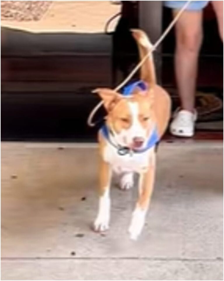Diamond torna in rifugio dopo l’adozione: mesi dopo trova finalmente una nuova famiglia La cagnolina era stata restituita undici mesi dopo l’adozione. Poi Lynda ha percorso oltre un’ora per conoscerla e portarla a casa. «Non capisco come mai nessuno la volesse. È letteralmente il cane più facile del mondo. » La storia di Diamond è iniziata quando era ancora cucciola. Era arrivata in rifugio insieme alla madre e alla sorella dopo che la famiglia con cui vivevano aveva perso la casa e non poteva più occuparsi dei tre animali. Le cagnoline erano state successivamente adottate separatamente. Per Diamond, però, la nuova sistemazione durò meno di un anno. Dopo undici mesi venne infatti riportata nella stessa struttura. Diamond torna in rifugio dopo undici mesi Anche questa volta la rinuncia non dipendeva dal suo comportamento. Un nuovo cambiamento nella vita della famiglia adottiva aveva reso impossibile continuare a tenerla. Per Diamond iniziò così un’altra lunga attesa. Davanti al box appariva spesso agitata, saltava e cercava continuamente di attirare l’attenzione. Un comportamento che, secondo chi si occupava di lei, finiva per scoraggiare molte persone ancora prima di conoscerla. Fuori dal canile, però, mostrava un carattere molto diverso. Bastavano pochi minuti lontano dal box per vedere una cagnolina affettuosa, interessata al contatto e desiderosa soprattutto di trascorrere tempo accanto alle persone. Lynda percorre più di un’ora per conoscerla La svolta è arrivata dopo che la storia di Diamond è stata condivisa online. Il giorno successivo Lynda ha deciso di raggiungere il rifugio, affrontando un viaggio di oltre un’ora per incontrarla personalmente. Il primo incontro è bastato. Tra Lynda e la cagnolina si è creato subito un rapporto e, al termine della stessa giornata, Diamond ha lasciato il rifugio con la sua nuova famiglia. La nuova vita di Kai Da allora anche il suo nome è cambiato: oggi si chiama Kai. Nella nuova casa vive insieme ad altri tre cani, con i quali può correre e giocare, e dispone di un giardino tutto suo. L’inserimento è stato rapido e Lynda la descrive come una compagna semplice da gestire, molto diversa dall’impressione che poteva dare quando si trovava dietro le sbarre del box. Dopo due ingressi in rifugio e altrettanti cambiamenti familiari, Kai ha trovato una sistemazione stabile e una casa nella quale ha potuto adattarsi fin dai primi giorni.
