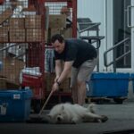 Cane randagio cacciato dall’ufficio postale con una scopa: l’azienda licenzia i dipendenti e lo salva