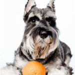 Arance ai cani, sì ma con moderazione: buccia e semi devono essere eliminati