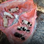 Sei cuccioli appena nati sepolti vivi in una busta: salvati dopo i guaiti dal terreno