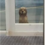 Pluto trovato davanti a una palestra: Kimberly lo adotta e pensa alla pet therapy