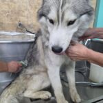 Cane trovato in condizioni terribili: ferite profonde, magrissimo e con il collo lacerato