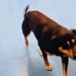 Toño corre dietro all’ambulanza per 20 isolati: non voleva lasciare solo il suo padrone