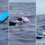 L’ultimo saluto a Thai: il surfista porta i fiori tra le onde per dire addio al suo cane