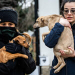 Ditta, il cane salvato dalla guerra che aveva paura degli uomini: oggi aspetta ogni giorno il suo umano