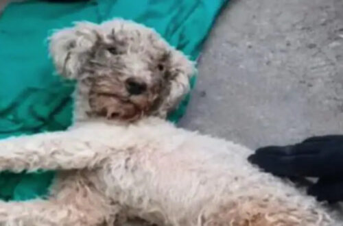 Il cane era rimasto intrappolato dopo il crollo di un edificio. I soccorritori lo hanno estratto vivo dopo quasi un mese.