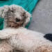 Il cane era rimasto intrappolato dopo il crollo di un edificio. I soccorritori lo hanno estratto vivo dopo quasi un mese.