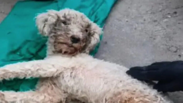 Il cane era rimasto intrappolato dopo il crollo di un edificio. I soccorritori lo hanno estratto vivo dopo quasi un mese.