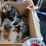 Uomo trova una valigia vicino al cimitero: dentro ci sono quattro gattini abbandonati