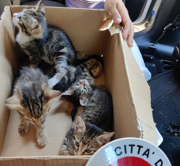 Uomo trova una valigia vicino al cimitero: dentro ci sono quattro gattini abbandonati La scoperta durante una passeggiata con il cane. I quattro cuccioli, di circa un mese, sono stati messi in salvo e affidati alle cure necessarie. Sembrava una normale passeggiata del mattino, poi l’attenzione di un uomo è stata attirata da una valigia lasciata nei pressi di un cimitero. Si è avvicinato, ha deciso di controllare cosa ci fosse all’interno e si è trovato davanti a una scena inattesa: quattro gattini molto piccoli, apparentemente di circa un mese, erano stati chiusi nel bagaglio e abbandonati. L’uomo, che in quel momento si trovava insieme al proprio cane, non ha esitato a intervenire. Dopo aver recuperato i cuccioli, li ha portati in un luogo sicuro e ha segnalato il ritrovamento alle autorità locali, affinché potessero ricevere assistenza. Quattro gattini abbandonati dentro una valigia Le condizioni in cui sono stati trovati fanno pensare a un abbandono deliberato. I piccoli, ancora troppo giovani per cavarsela da soli, si trovavano senza alcuna possibilità di procurarsi cibo o riparo. Secondo quanto riferito da Woopets, episodi simili non rappresentano casi isolati. Cuccioli di pochi giorni o poche settimane vengono talvolta lasciati in scatole, borse o contenitori, spesso in luoghi poco frequentati. In questo caso, però, la presenza dell’uomo ha cambiato rapidamente il destino dei quattro animali. Il soccorso e le cure dopo il ritrovamento Dopo essere stati messi al sicuro, i gattini sono stati affidati a chi potrà verificarne le condizioni di salute e garantire alimentazione e assistenza adeguate alla loro età. Per loro comincia ora una fase delicata, fatta di controlli e cure, con la prospettiva successiva di un’adozione. Il ritrovamento avvenuto vicino al cimitero ha evitato che i quattro cuccioli restassero per ore, o forse per giorni, chiusi all’interno della valigia senza possibilità di salvarsi da soli.