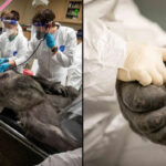 Prima dell’anestesia il gorilla si affida all’infermiera e le stringe la mano
