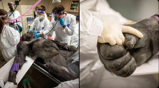 Prima dell’anestesia il gorilla si affida all’infermiera e le stringe la mano