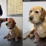 Don Luis sembra non vedere, ma il veterinario scopre che sta solo ignorando tutti coloro che non gli sono simpatici