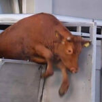 Mootilda scappa dalla macellazione e trova casa in un rifugio per animali