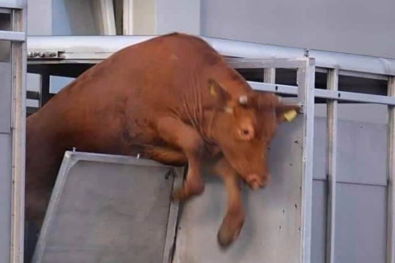 Scappata da un mattatoio in Arizona, Mootilda è stata salvata grazie a una raccolta fondi conclusa in appena 12 ore.